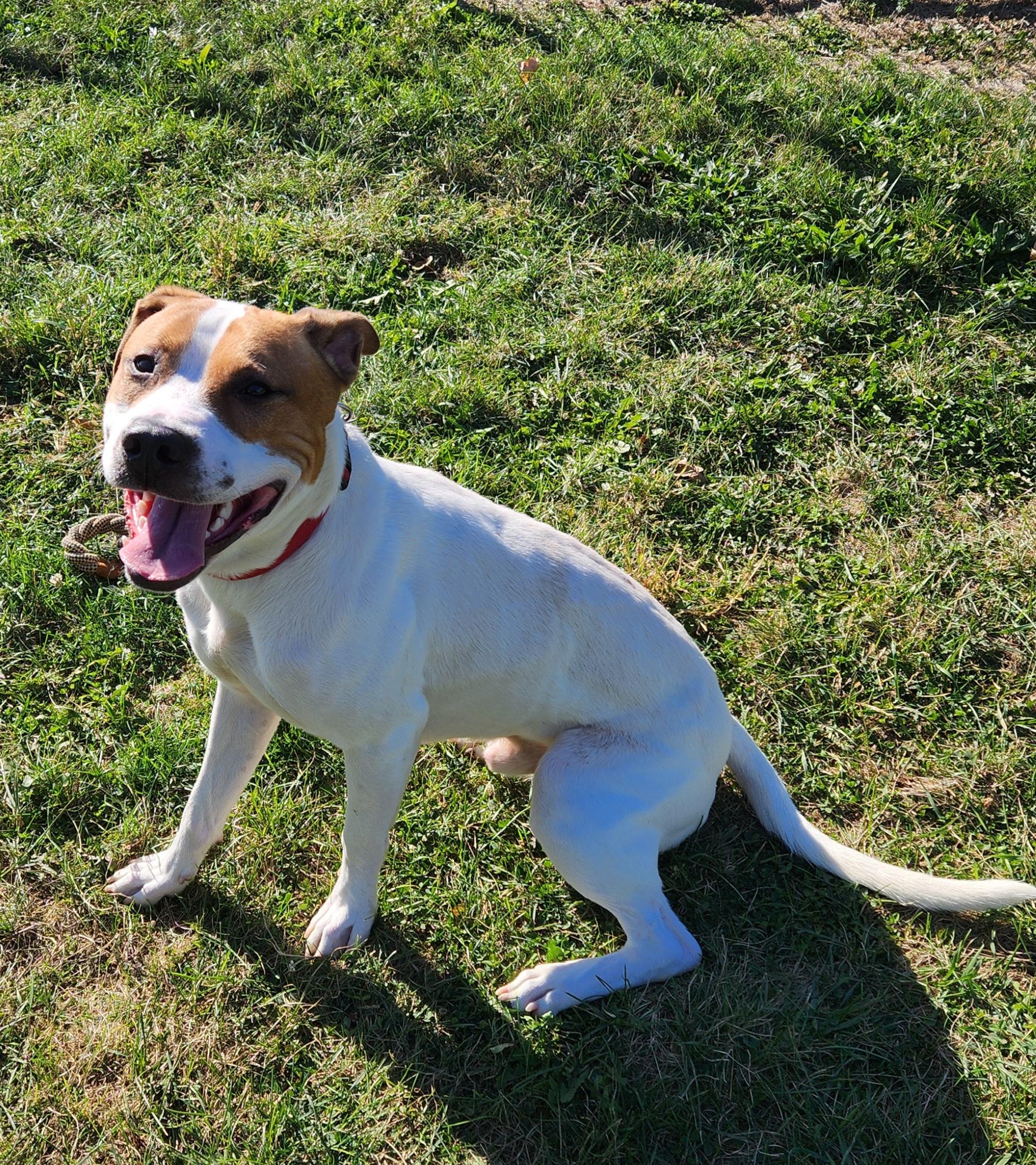 Brownie, a ADOPTABLE mixed breed in Cedar Rapids, IA image 4/6