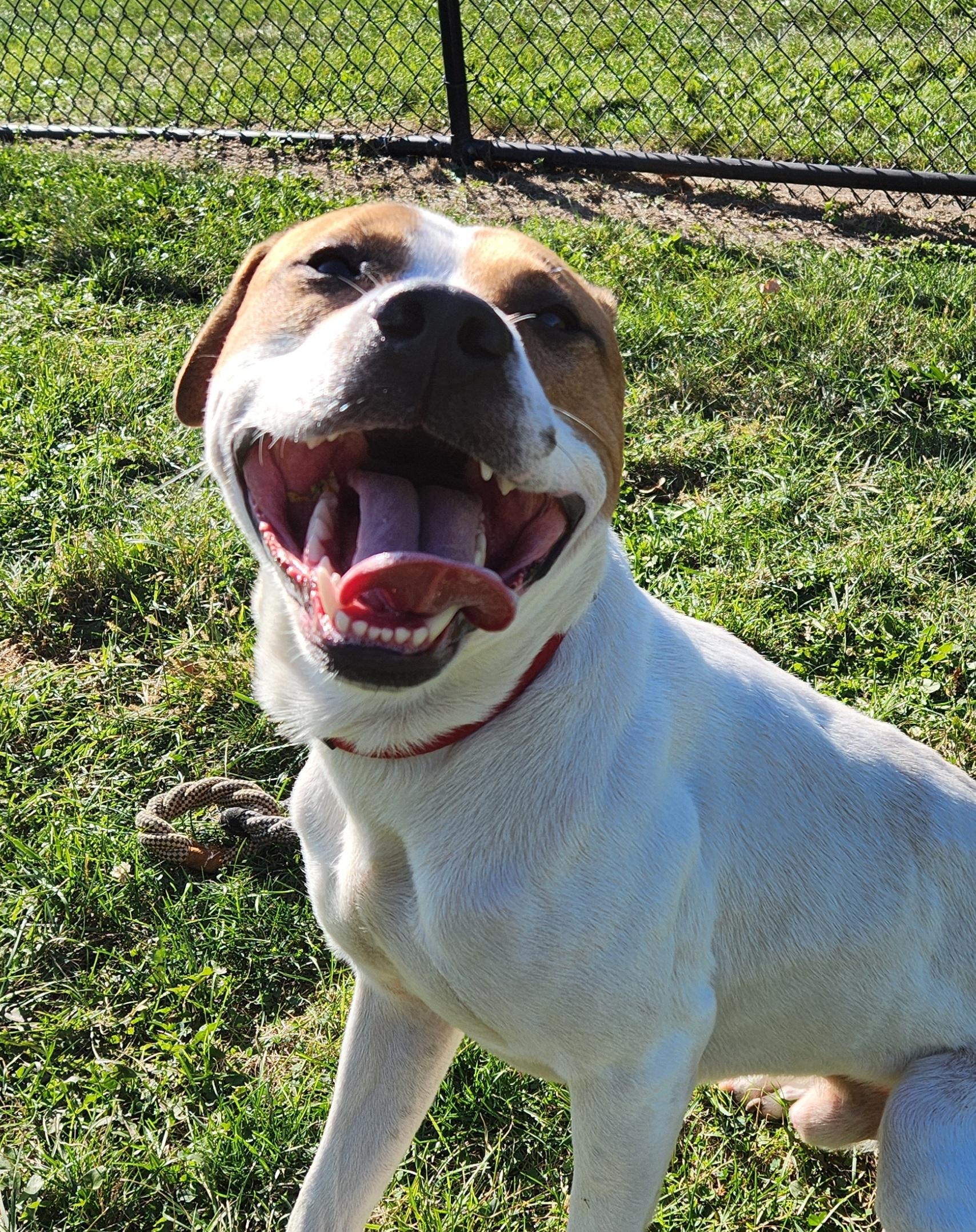 Brownie, a ADOPTABLE mixed breed in Cedar Rapids, IA image 5/6
