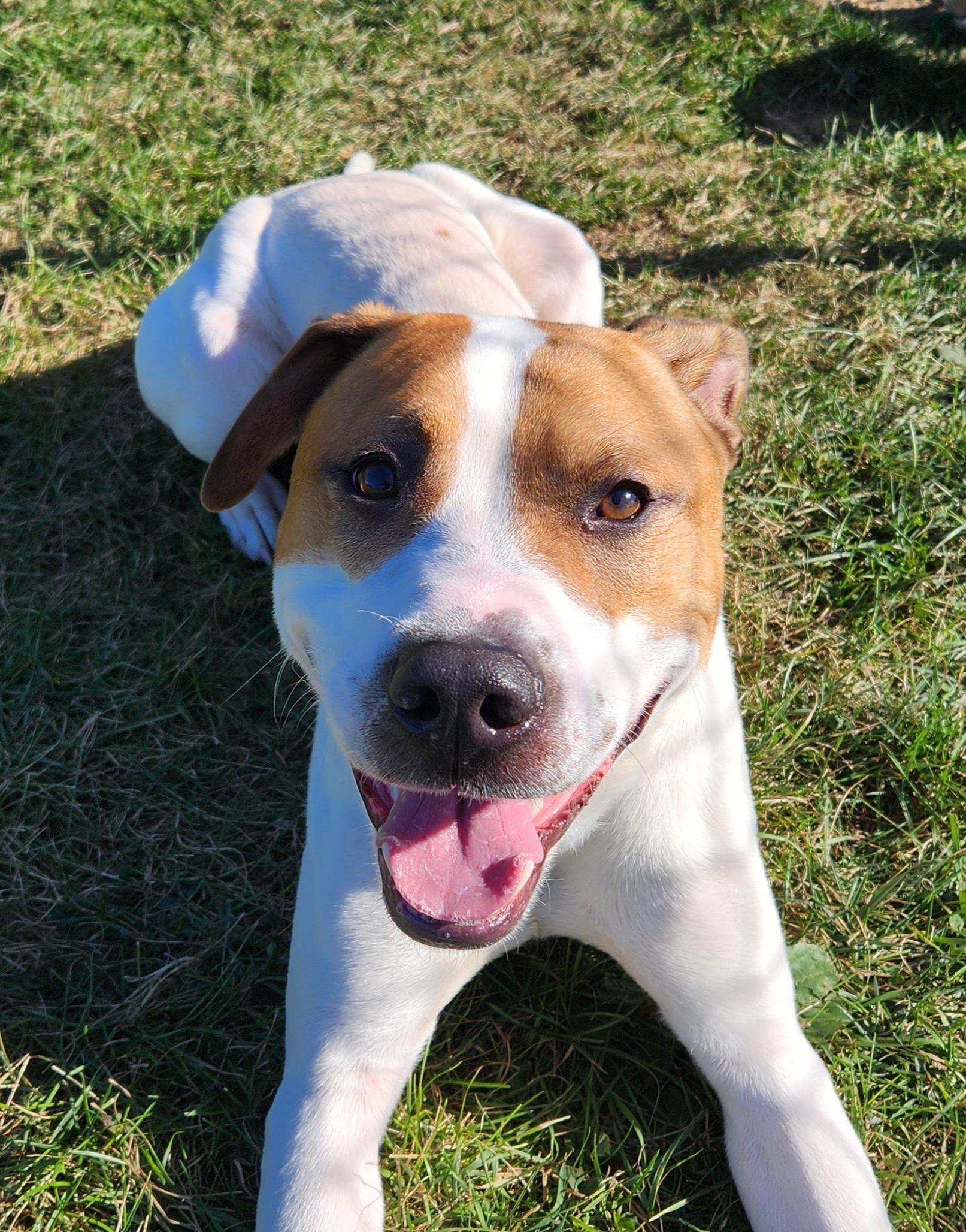 Brownie, a ADOPTABLE mixed breed in Cedar Rapids, IA image 2/6