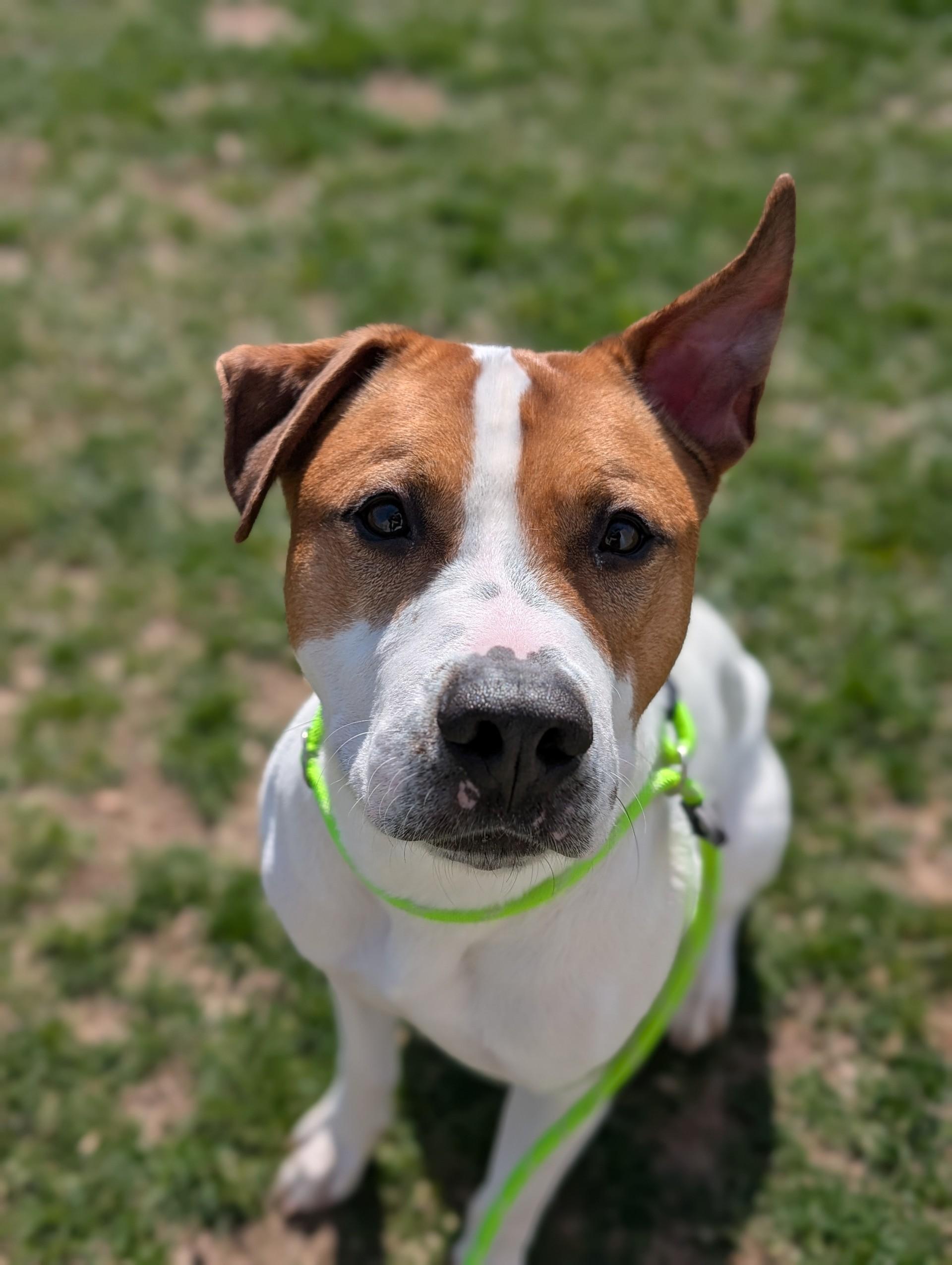 Brownie, ADOPTABLE, Adult Male Pit Bull Terrier.