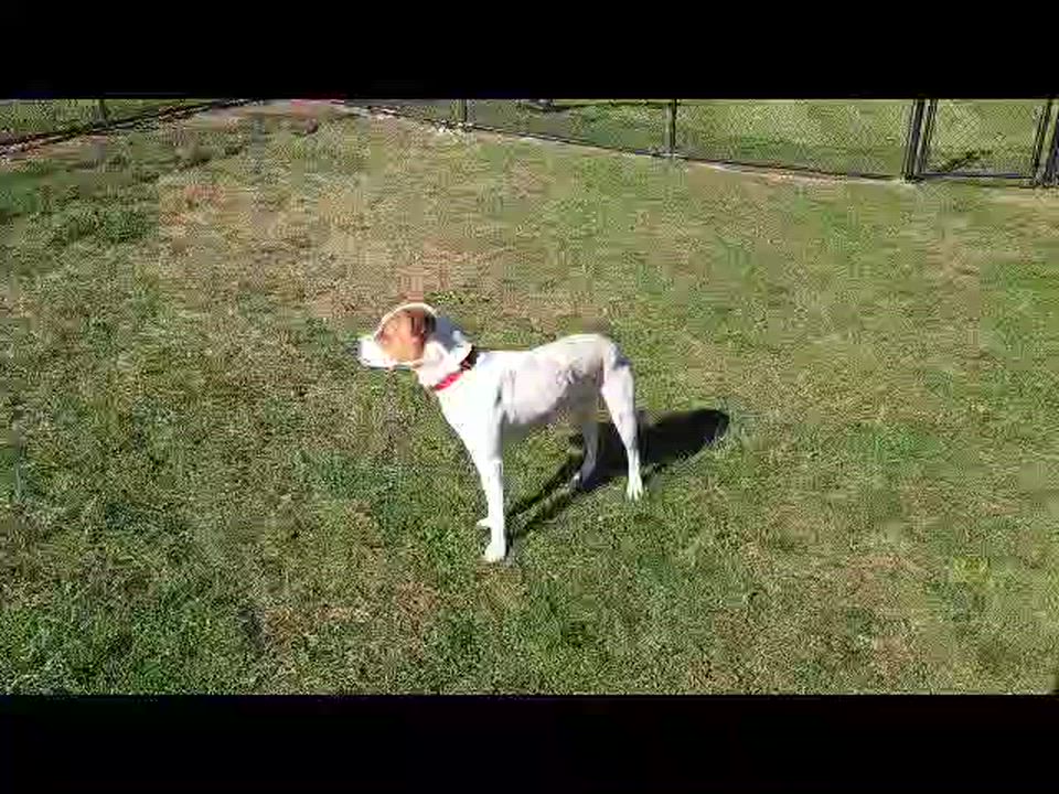 Enlarge Brownie, a ADOPTABLE mixed breed in Cedar Rapids, IA video 3/6