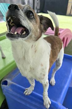 Rocky, a Adoptable mixed breed in Las Vegas, NV image 2/4