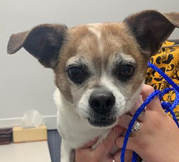 Rocky, a Adoptable mixed breed in Las Vegas, NV image 3/4