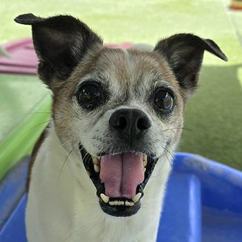 Rocky, a Adoptable mixed breed in Las Vegas, NV image 1/4