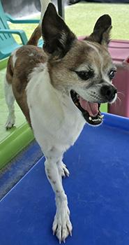 Rocky, a Adoptable mixed breed in Las Vegas, NV image 4/4