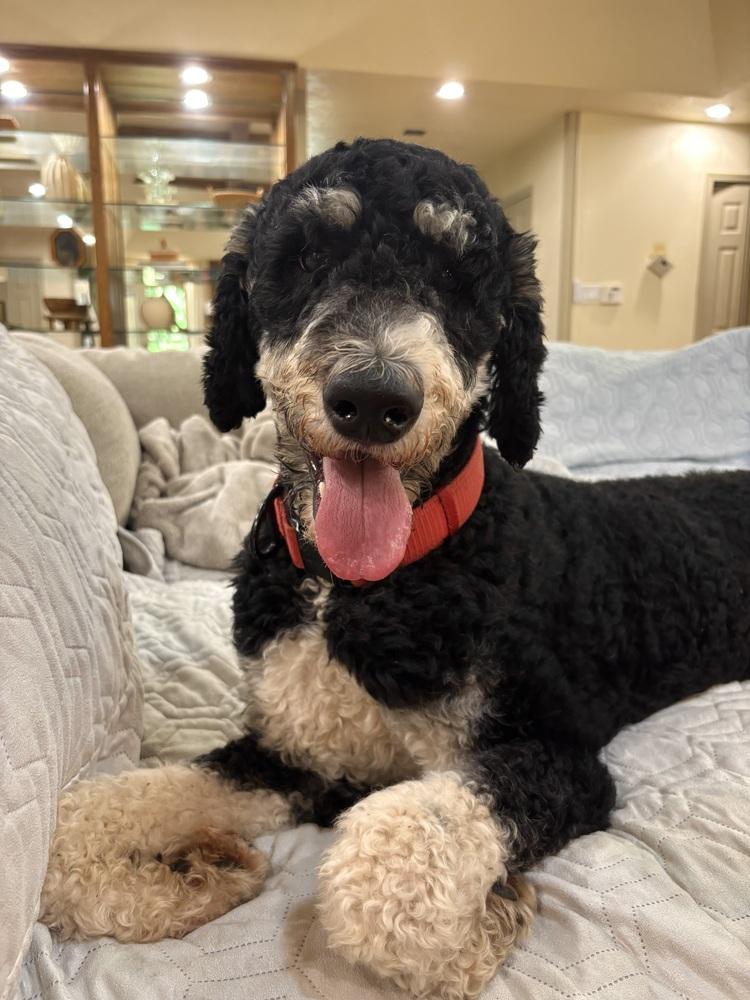 Bernese Mountain Dogs for Adoption in Bixby, Oklahoma | Petfinder