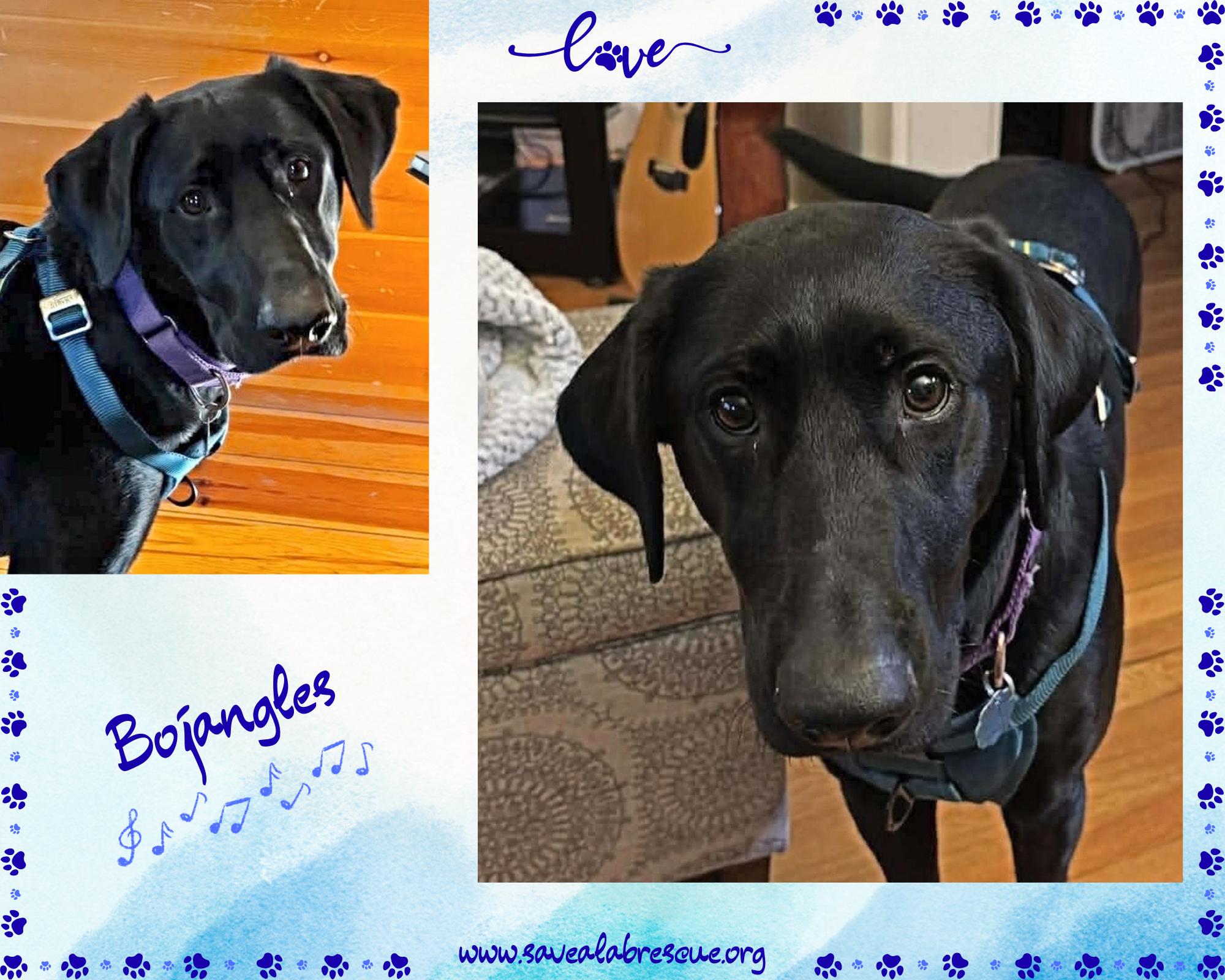 Enlarge Bojangles, a Adoptable mixed breed in Middletown, RI image 1/1