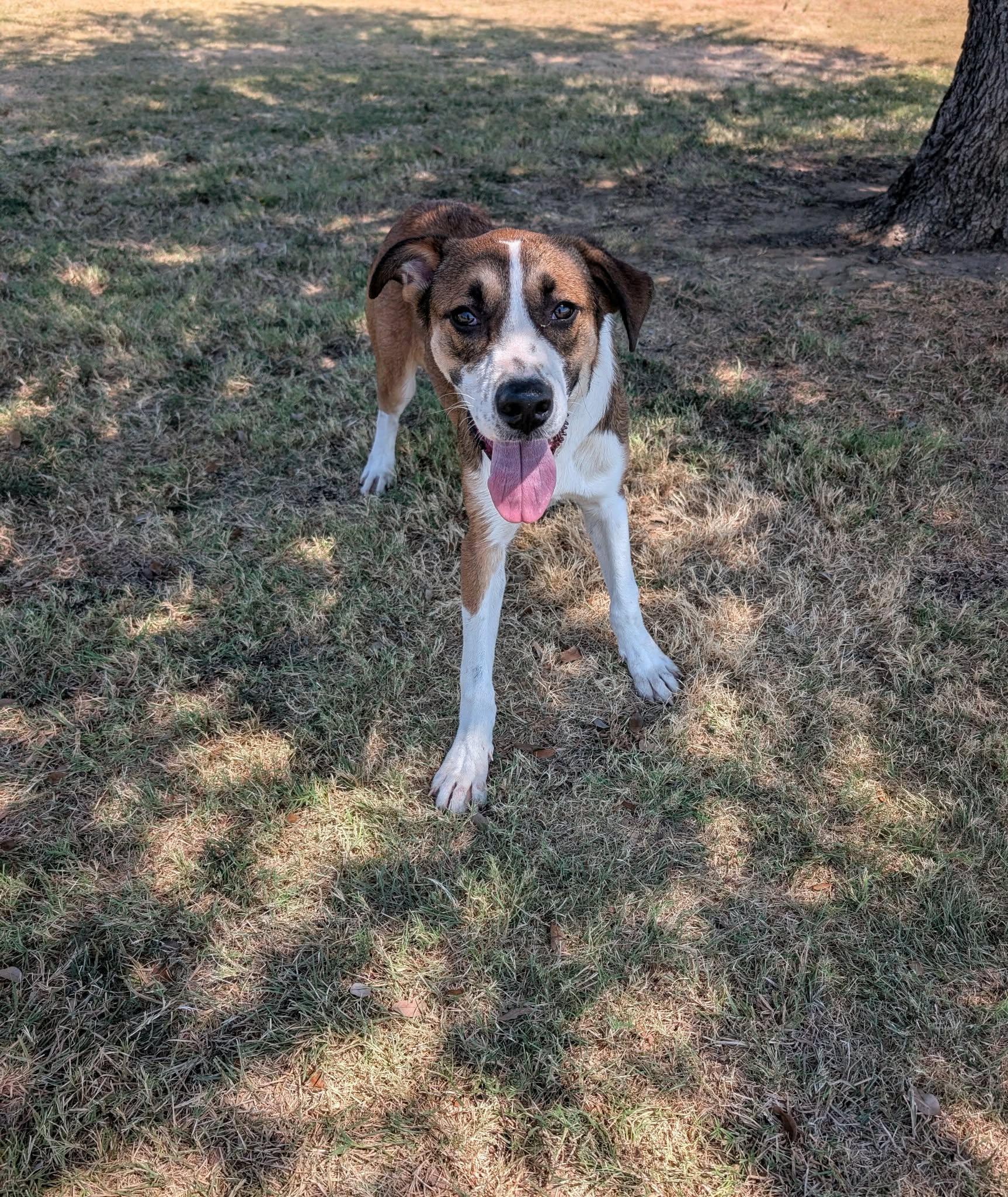 Kale, Adoptable, Young Male Australian Shepherd.