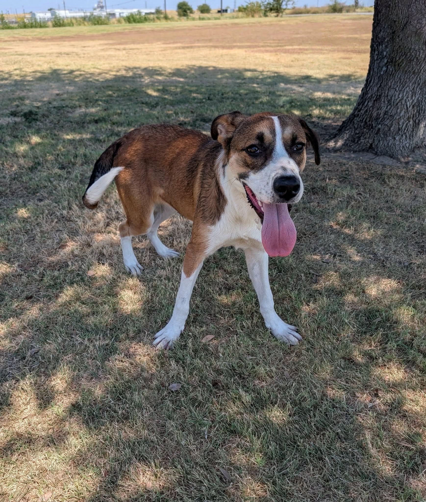 Enlarge Kale, a Adoptable mixed breed in Cleburne, TX image 2/2