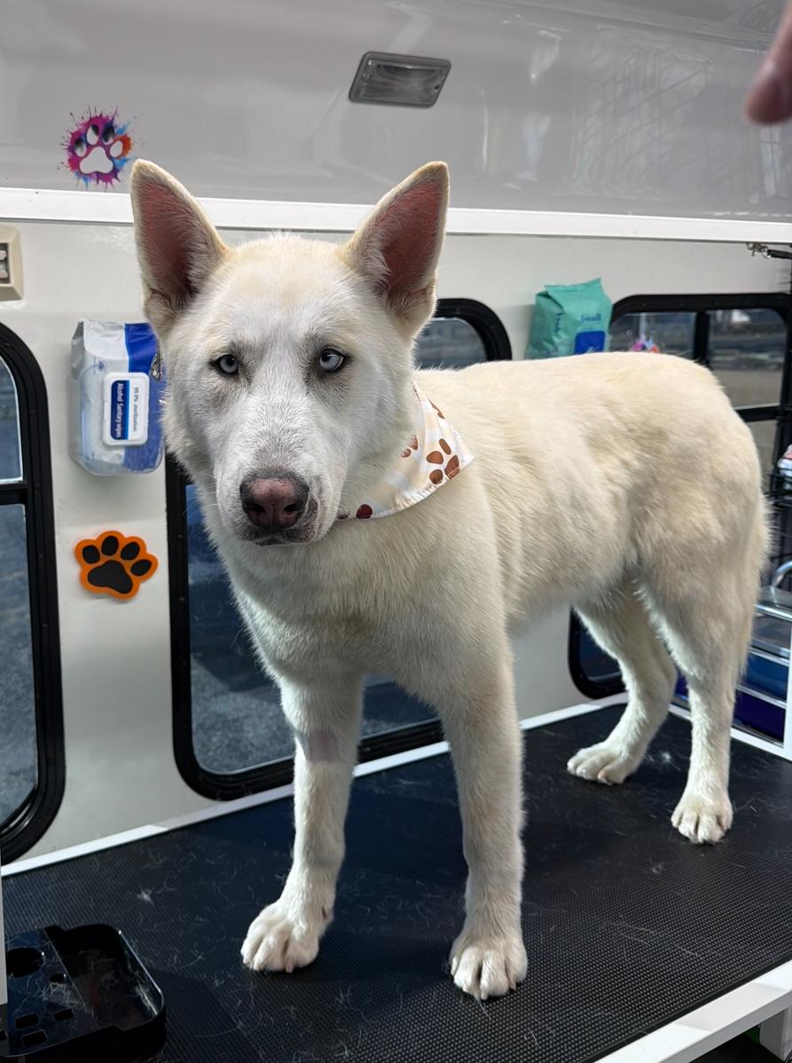 Atlas, a Adoptable mixed breed in Spokane Valley, WA image 2/6