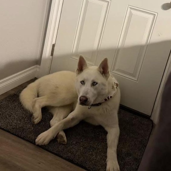 Atlas, a Adoptable mixed breed in Spokane Valley, WA image 3/6