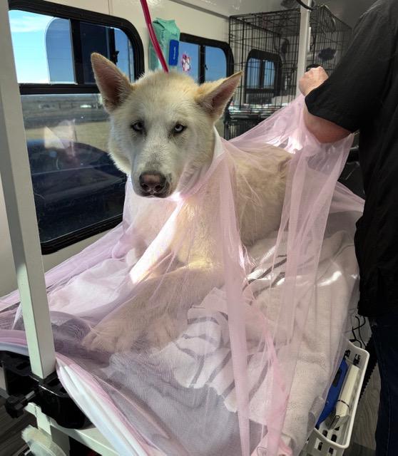 Atlas, a Adoptable mixed breed in Spokane Valley, WA image 6/6
