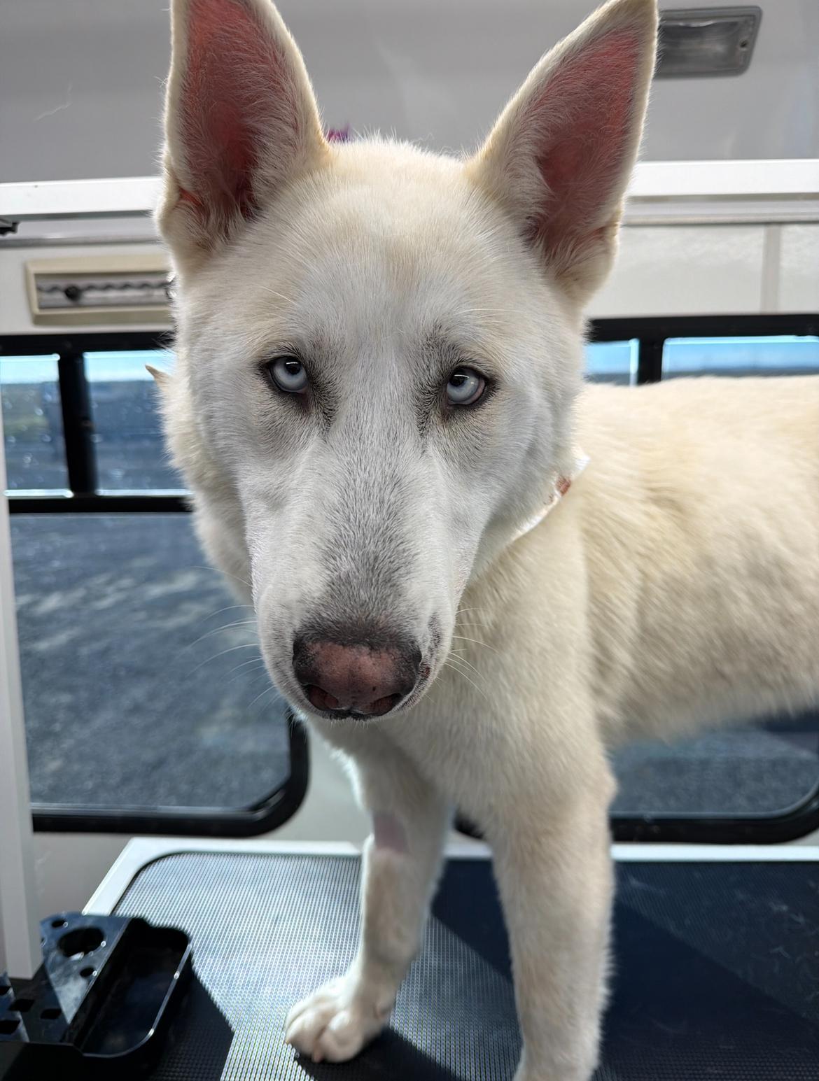 Atlas, Adoptable, Young Male Husky.