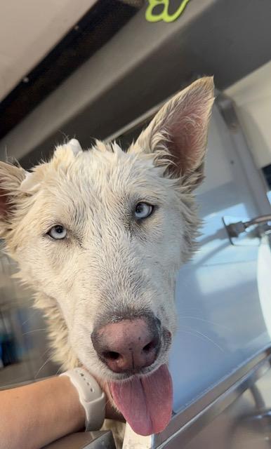 Atlas, a Adoptable mixed breed in Spokane Valley, WA image 5/6