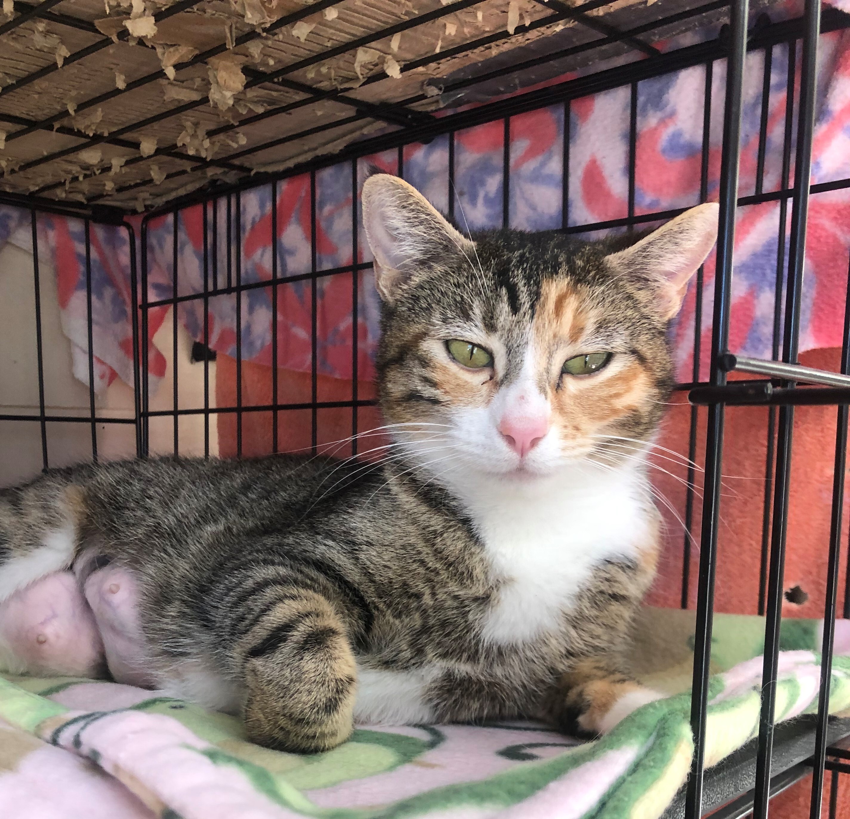 Peaches, Adoptable, Adult Female Domestic Short Hair & Torbie.