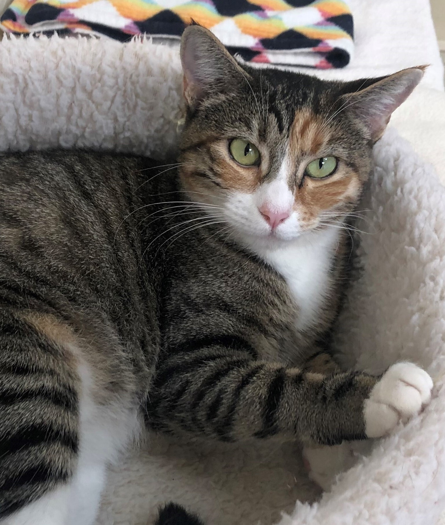 Enlarge Peaches, a Adoptable mixed breed in Lompoc, CA image 2/4