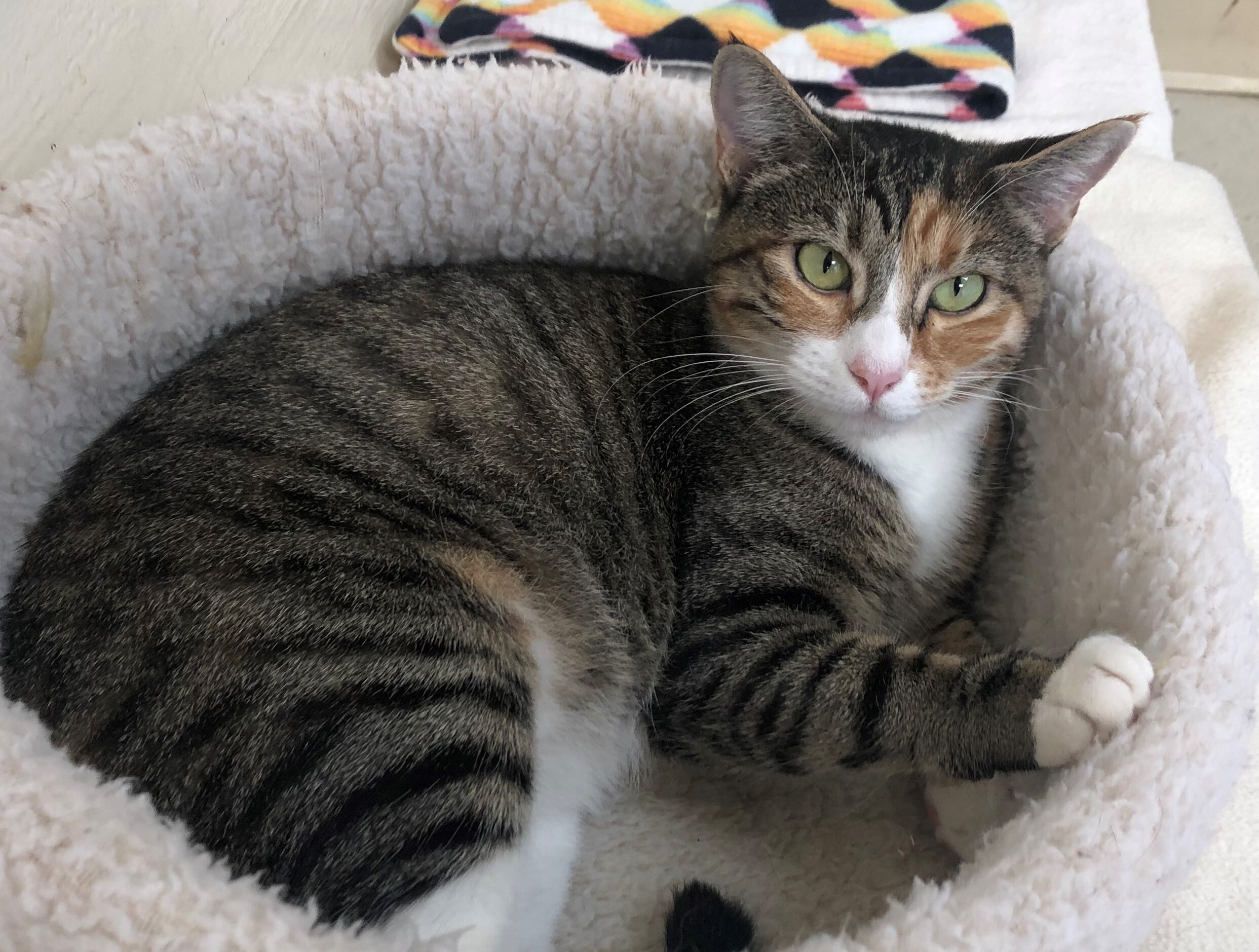 Enlarge Peaches, a Adoptable mixed breed in Lompoc, CA image 3/4