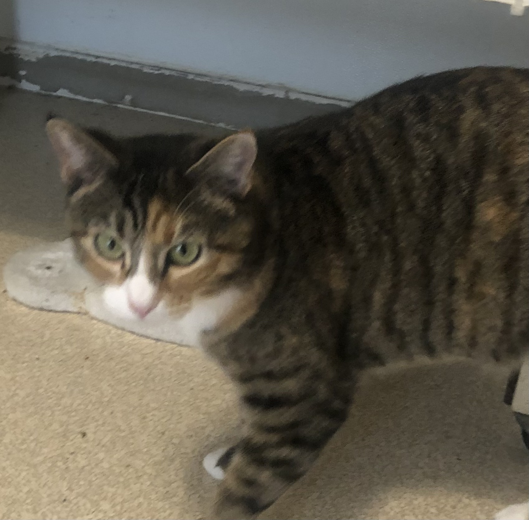 Enlarge Peaches, a Adoptable mixed breed in Lompoc, CA image 4/4
