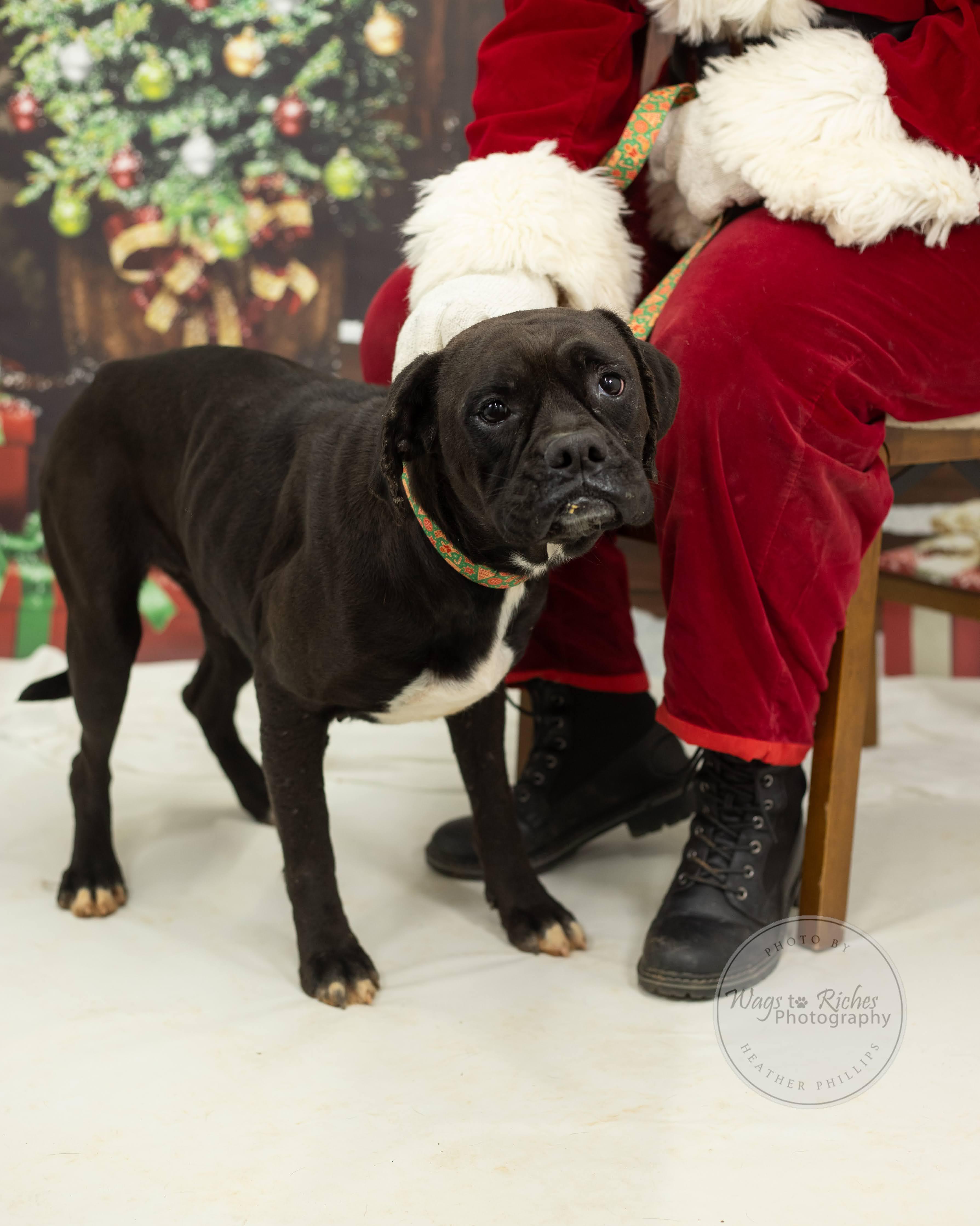 Enlarge Star, a Adoptable Boxer in Jacksonville, AL image 1/5