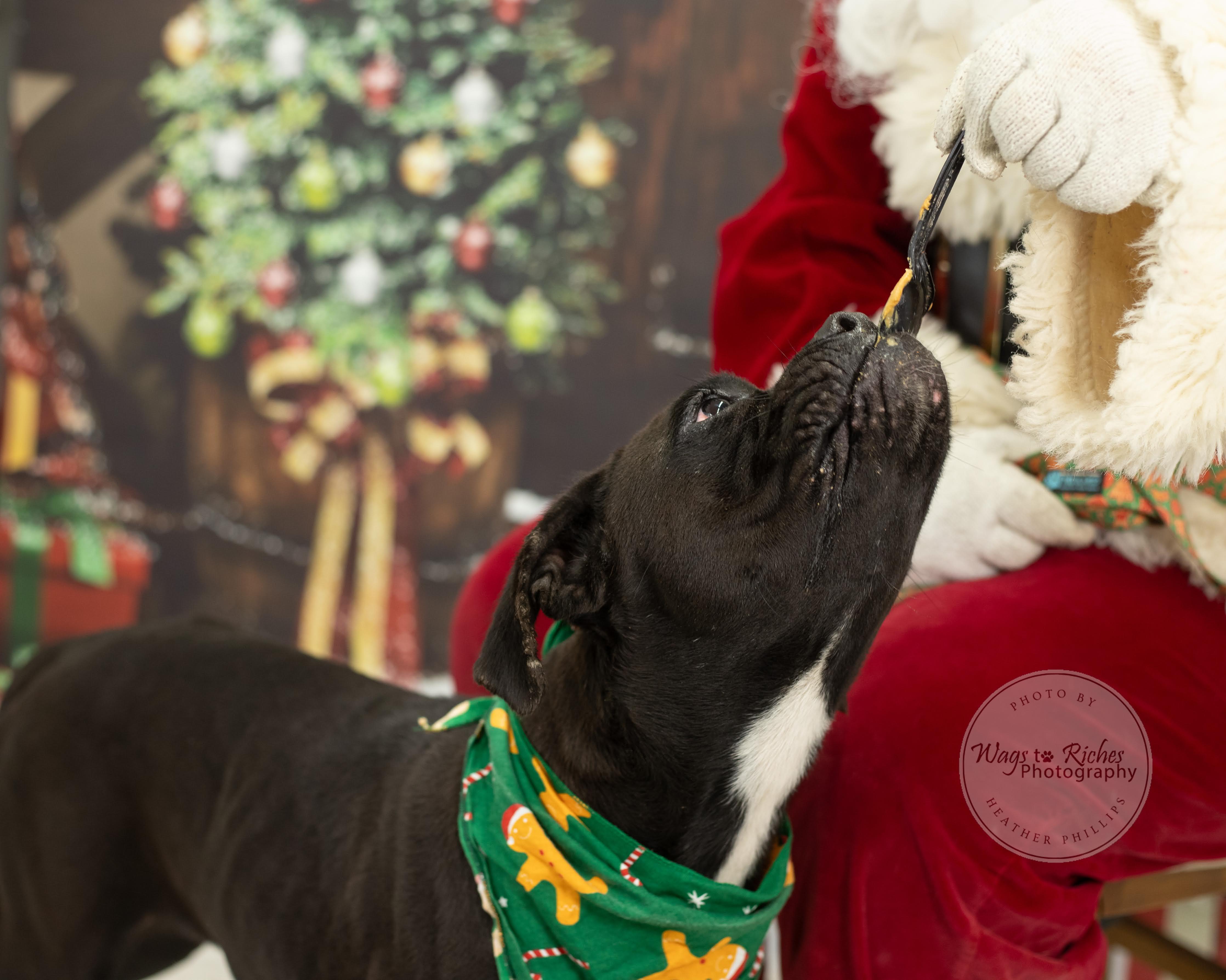 Enlarge Star, a Adoptable Boxer in Jacksonville, AL image 2/5