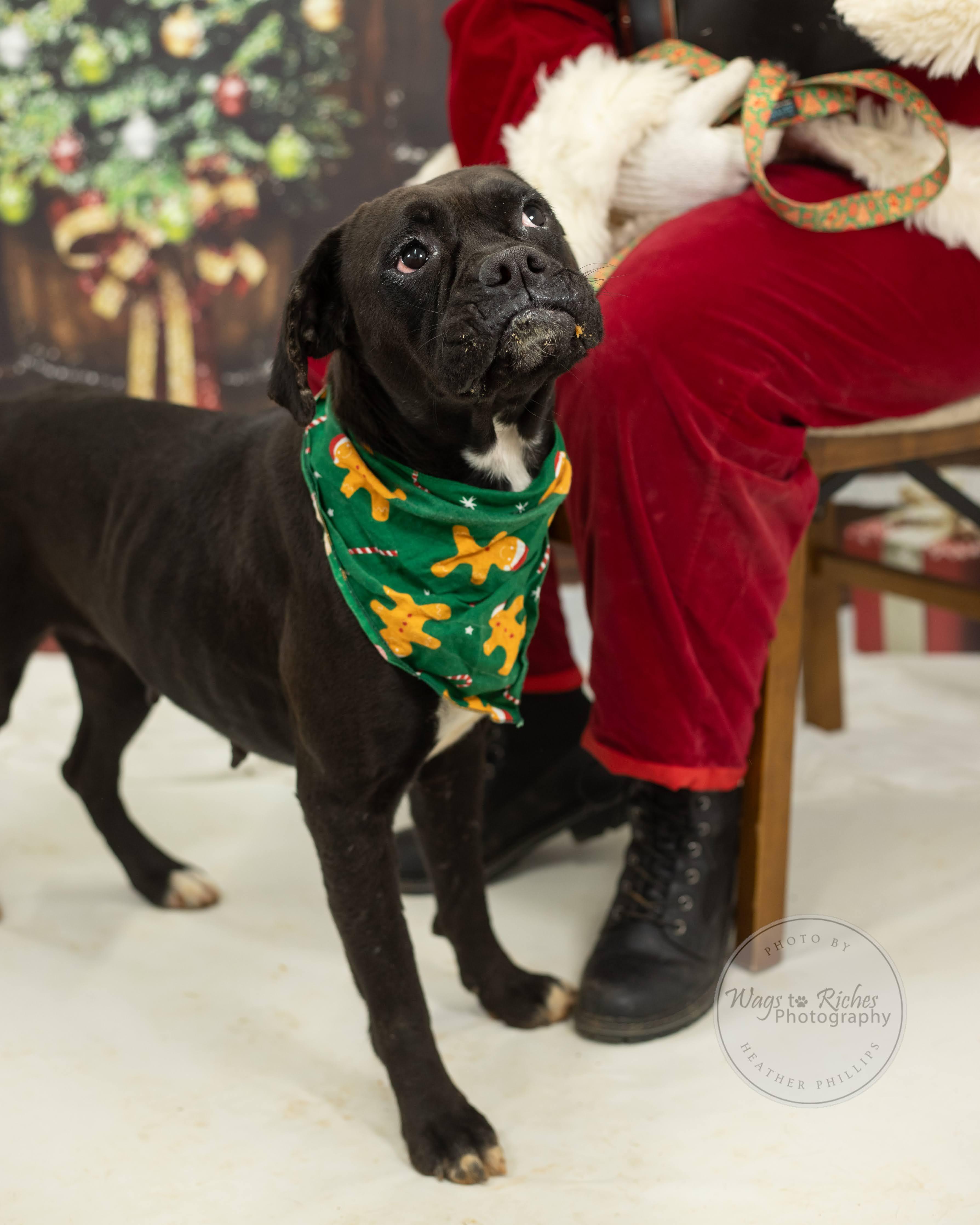 Enlarge Star, a Adoptable Boxer in Jacksonville, AL image 3/5
