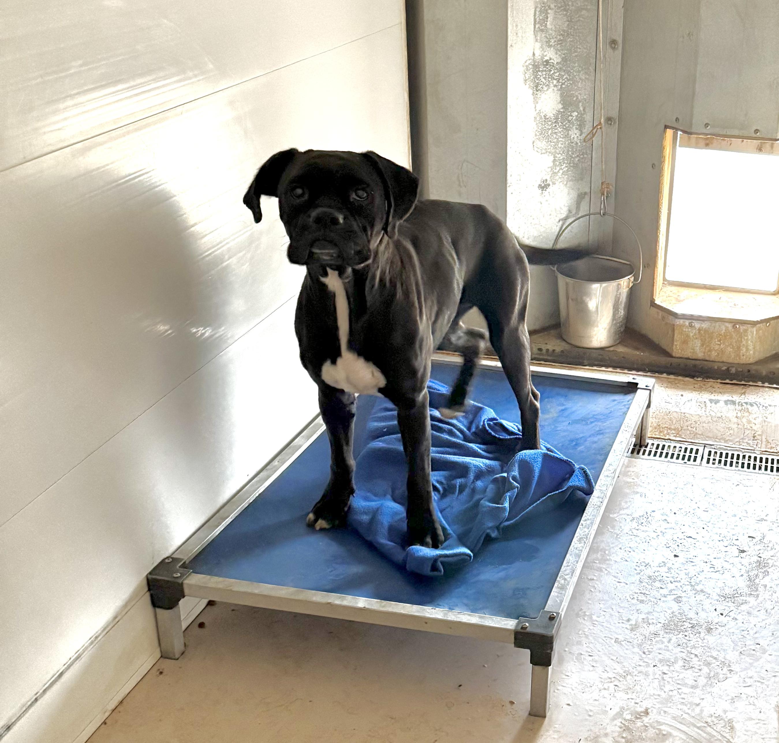 Enlarge Star, a Adoptable Boxer in Jacksonville, AL image 4/5