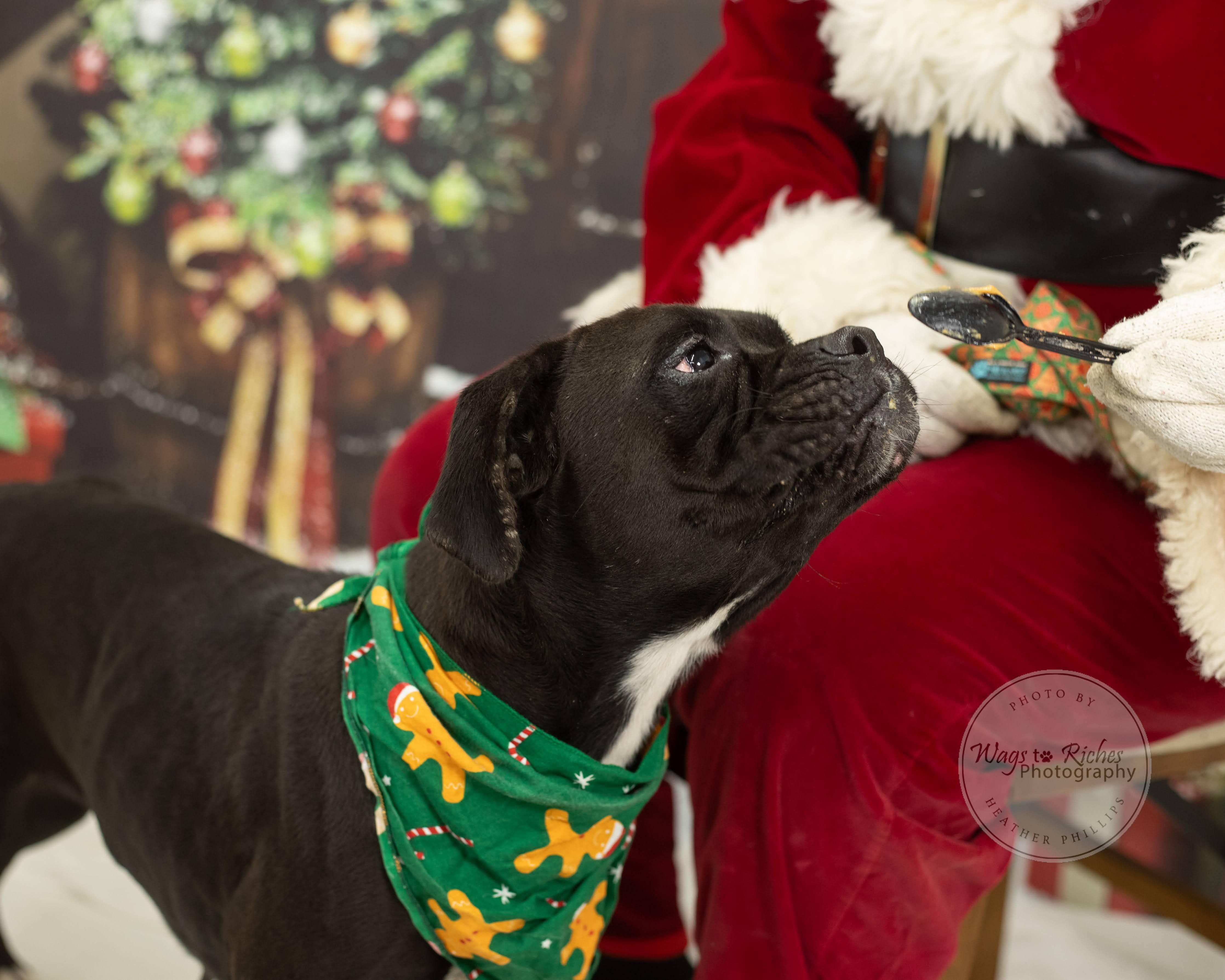 Enlarge Star, a Adoptable Boxer in Jacksonville, AL image 5/5