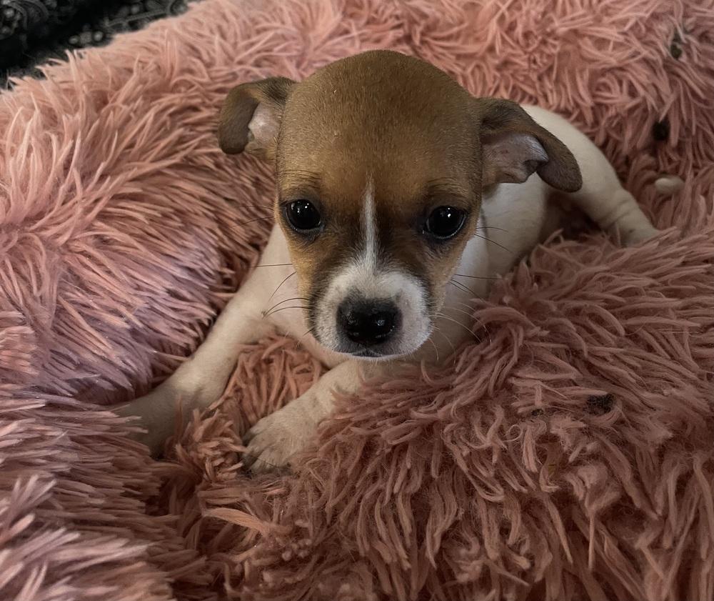 Enlarge Baby Ruth, a Adoptable mixed breed in Cedartown, GA image 1/3
