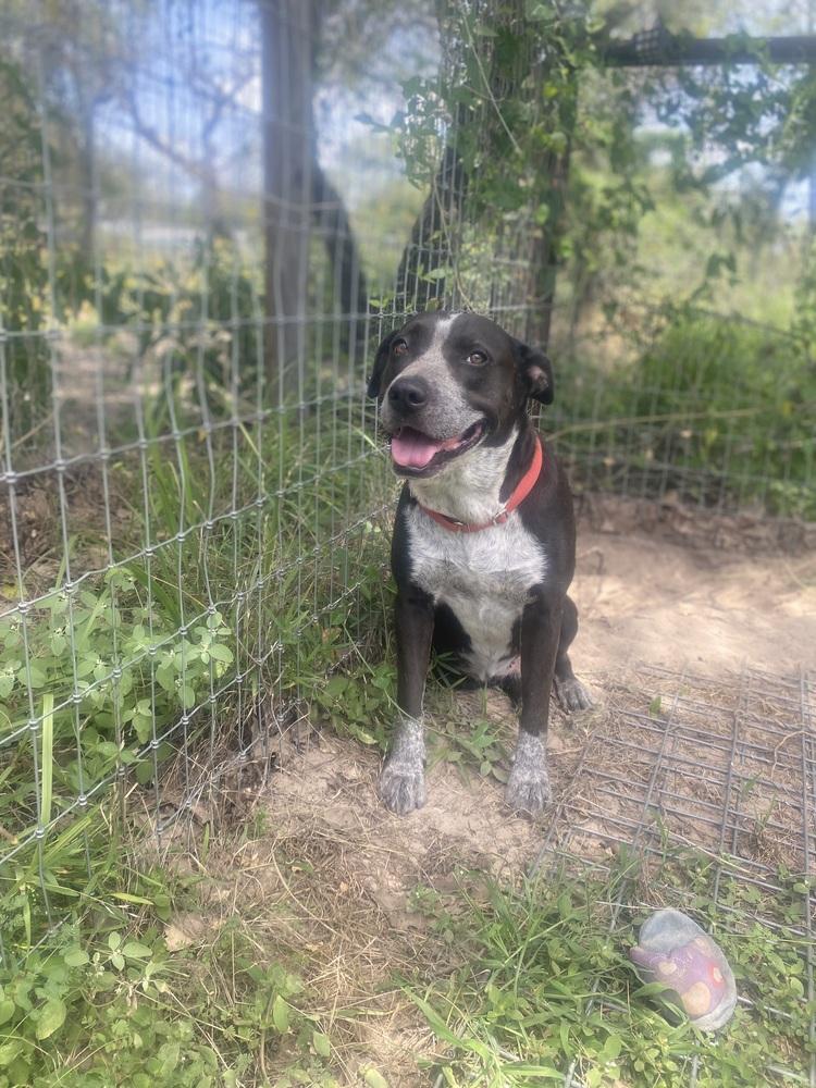 Summer, Adoptable, Adult Female Australian Cattle Dog / Blue Heeler.
