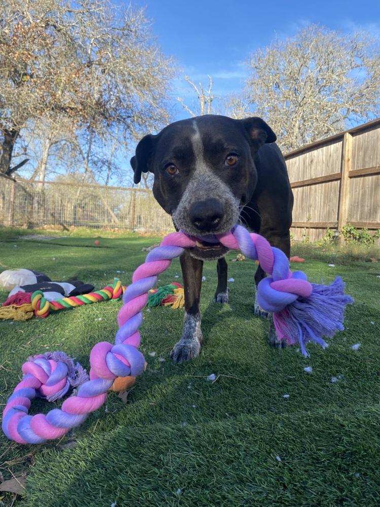 Summer, Adoptable, Adult Female Australian Cattle Dog / Blue Heeler.
