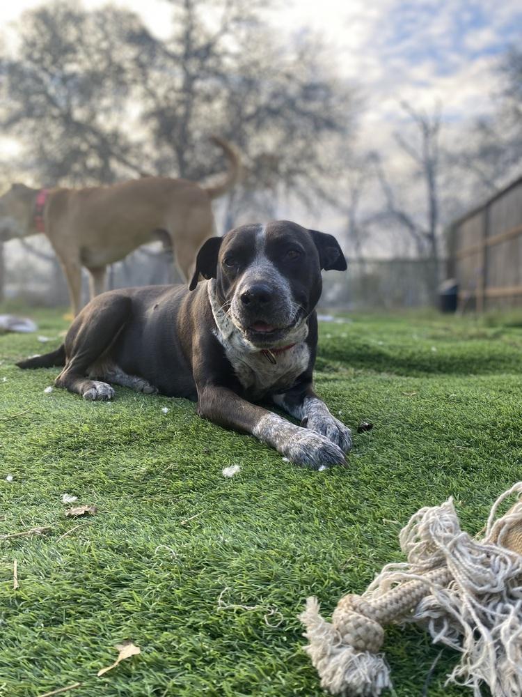 Enlarge Summer, a Adoptable Australian Cattle Dog / Blue Heeler in New Bedford, MA image 2/4