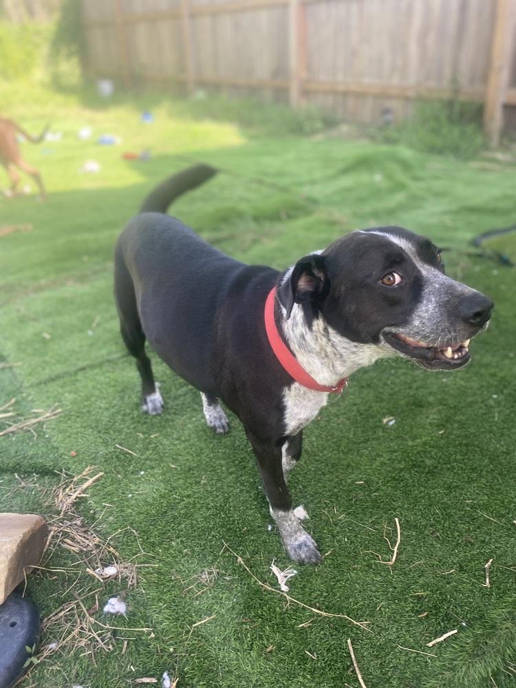 Enlarge Summer, a Adoptable Australian Cattle Dog / Blue Heeler in New Bedford, MA image 2/5
