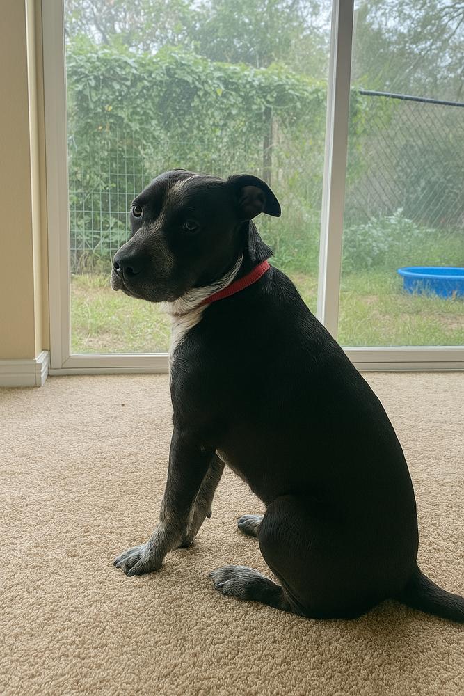 Enlarge Summer, a Adoptable Australian Cattle Dog / Blue Heeler in New Bedford, MA image 3/5