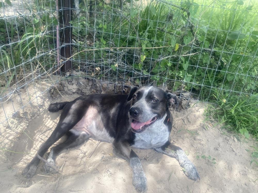 Enlarge Summer, a Adoptable Australian Cattle Dog / Blue Heeler in New Bedford, MA image 4/5