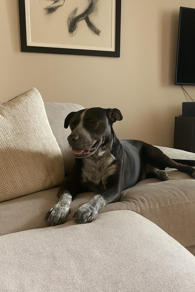 Enlarge Summer, a Adoptable Australian Cattle Dog / Blue Heeler in New Bedford, MA image 5/5