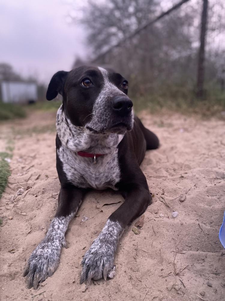 Enlarge Summer, a Adoptable Australian Cattle Dog / Blue Heeler in New Bedford, MA image 4/4