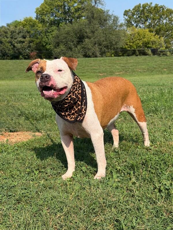 Enlarge Sugar, a Adoptable Pit Bull Terrier in Maryville, TN image 1/6