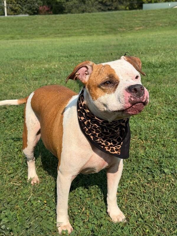 Enlarge Sugar, a Adoptable Pit Bull Terrier in Maryville, TN image 2/6