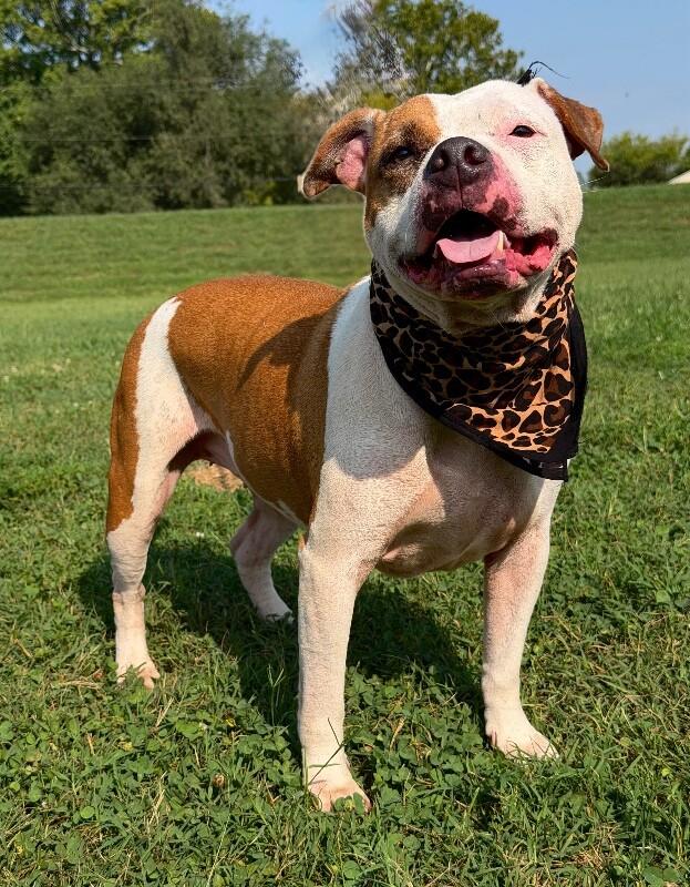 Enlarge Sugar, a Adoptable Pit Bull Terrier in Maryville, TN image 3/6