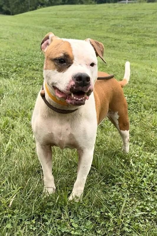 Enlarge Sugar, a Adoptable Pit Bull Terrier in Maryville, TN image 4/6