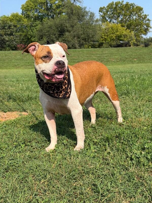 Enlarge Sugar, a Adoptable Pit Bull Terrier in Maryville, TN image 5/6