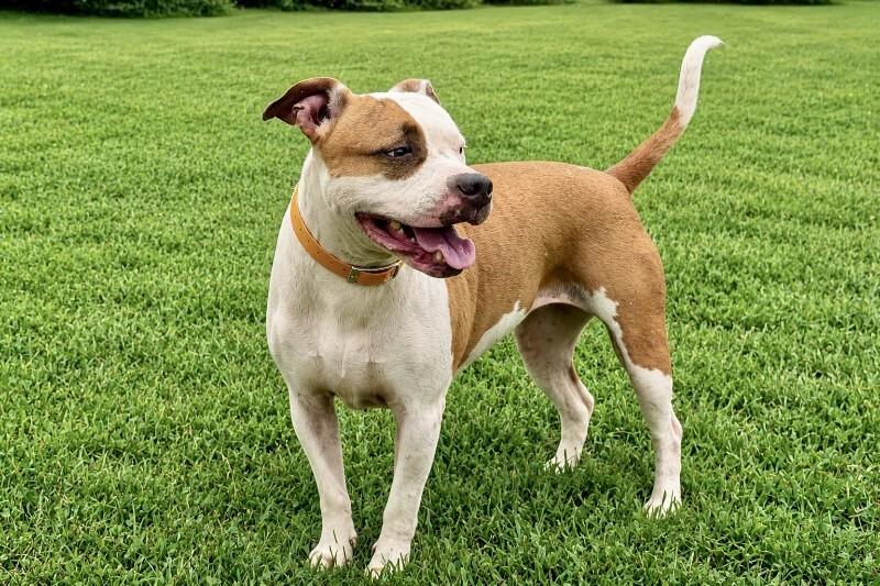 Enlarge Sugar, a Adoptable Pit Bull Terrier in Maryville, TN image 6/6