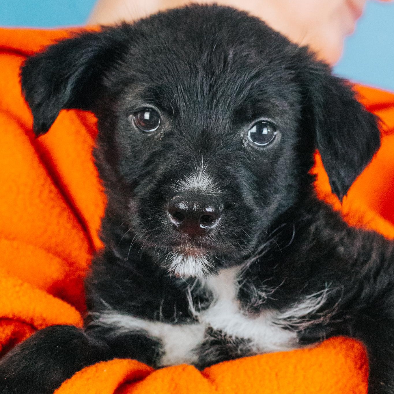Enlarge Harrison, a Adoptable mixed breed in Minneapolis, MN image 6/6