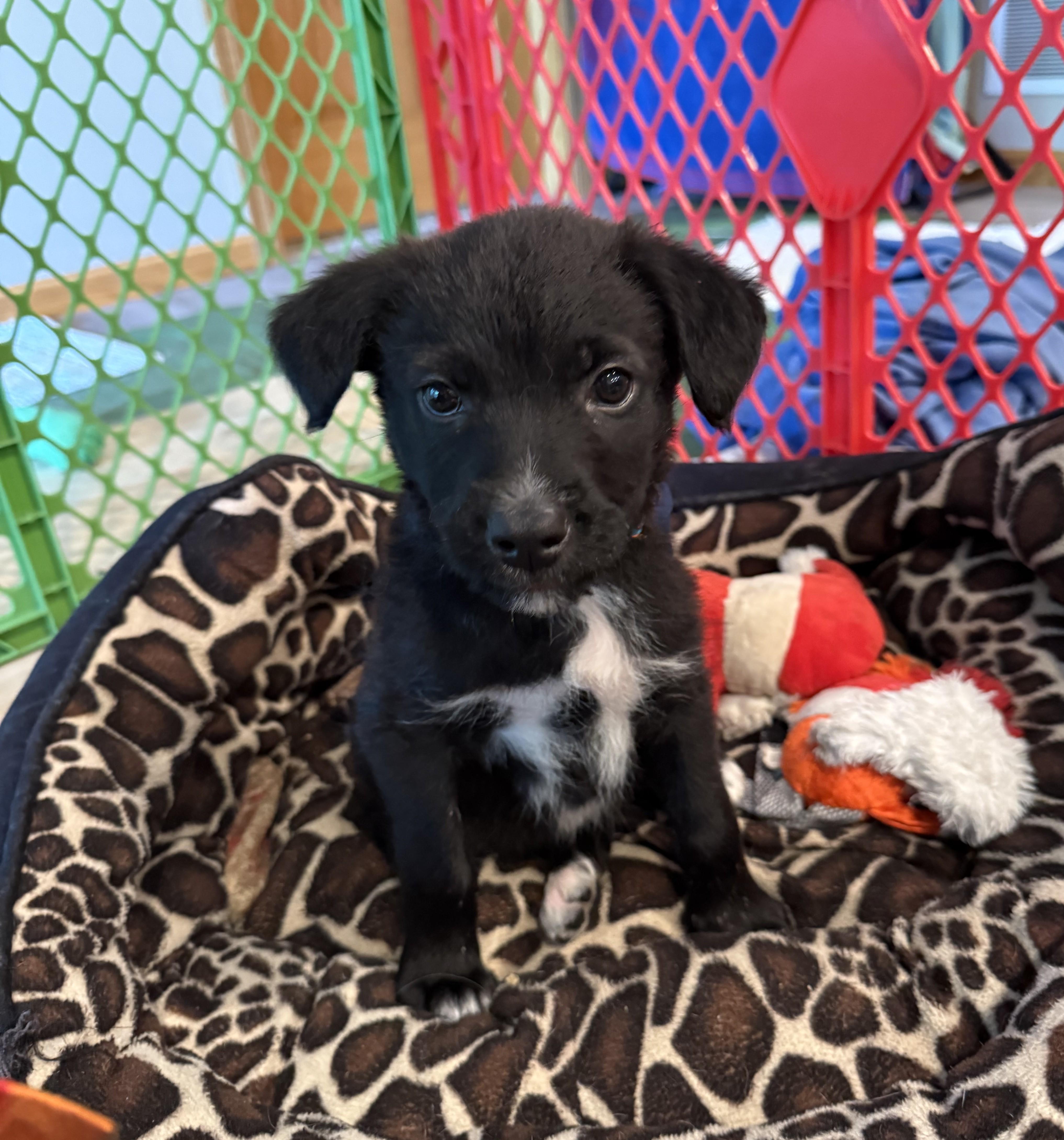 Enlarge Harrison, a Adoptable mixed breed in Minneapolis, MN image 2/6