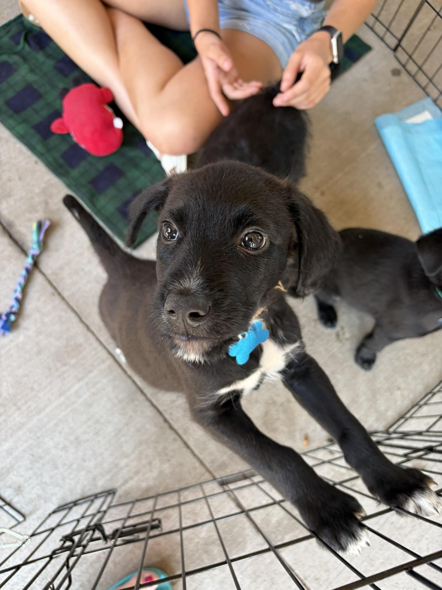 Harrison, Adoptable, Puppy Male Retriever & Mixed Breed.