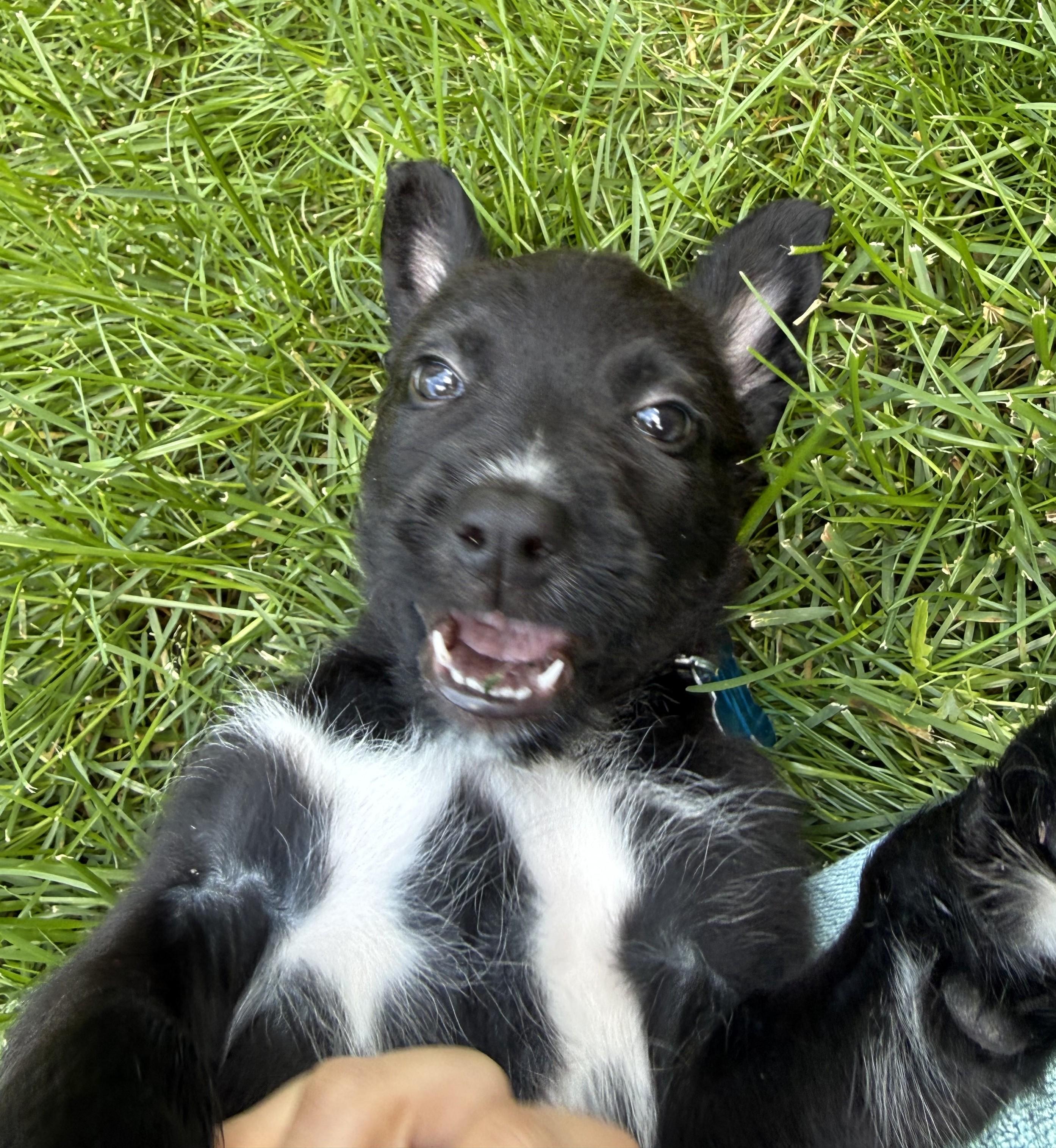 Enlarge Harrison, a Adoptable mixed breed in Minneapolis, MN image 4/6