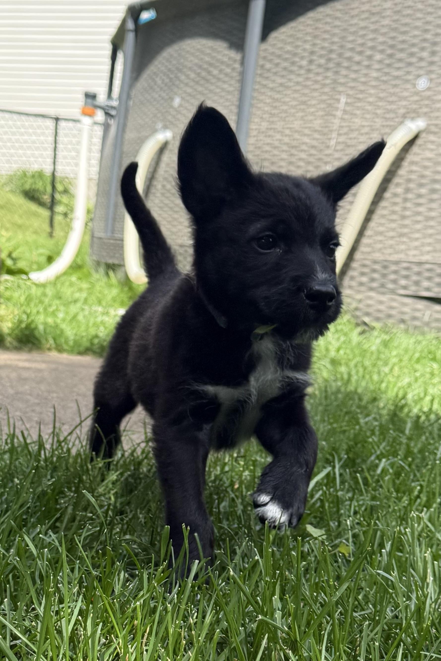 Enlarge Harrison, a Adoptable mixed breed in Minneapolis, MN image 5/6