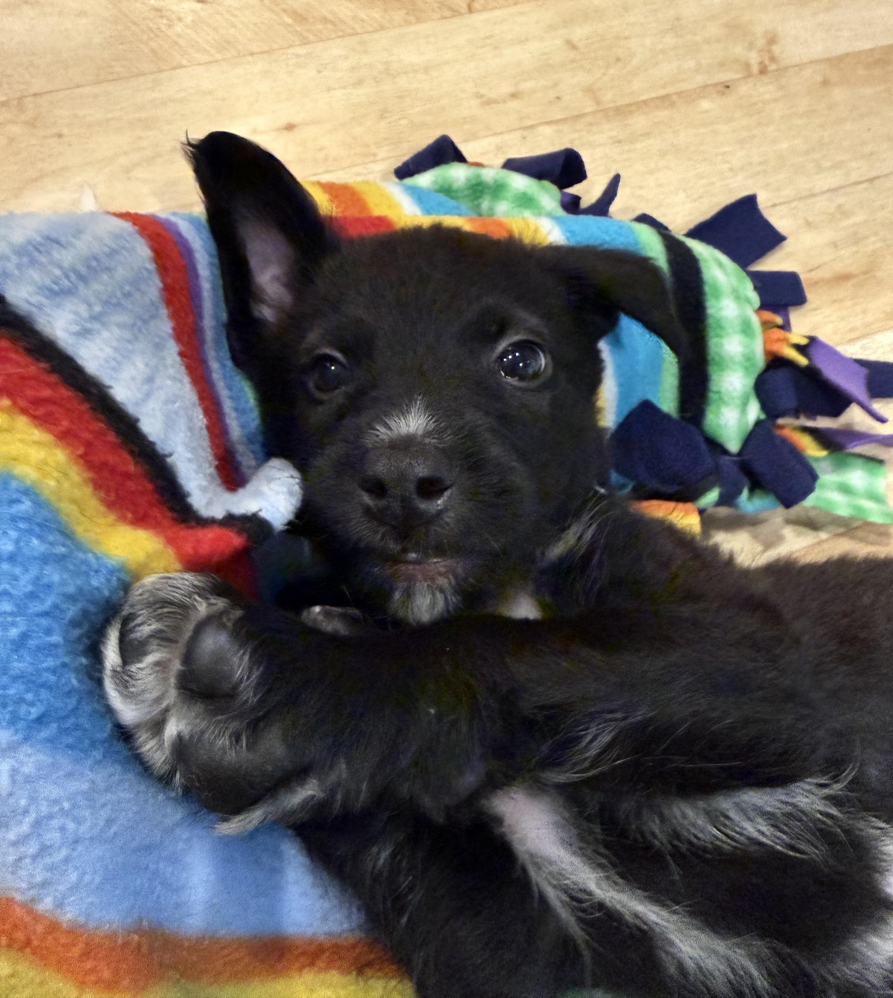Enlarge Harrison, a Adoptable mixed breed in Minneapolis, MN image 3/6