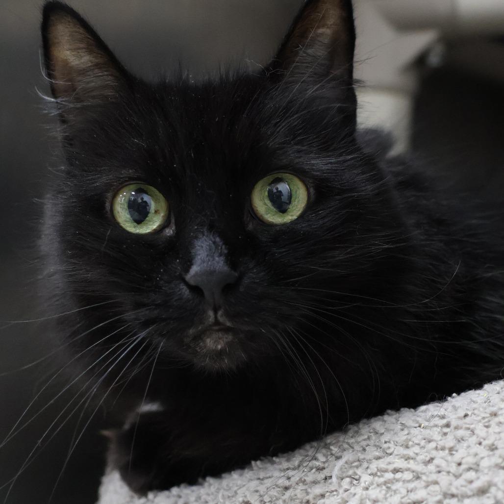Leah, Adoptable, Senior Female Domestic Short Hair.