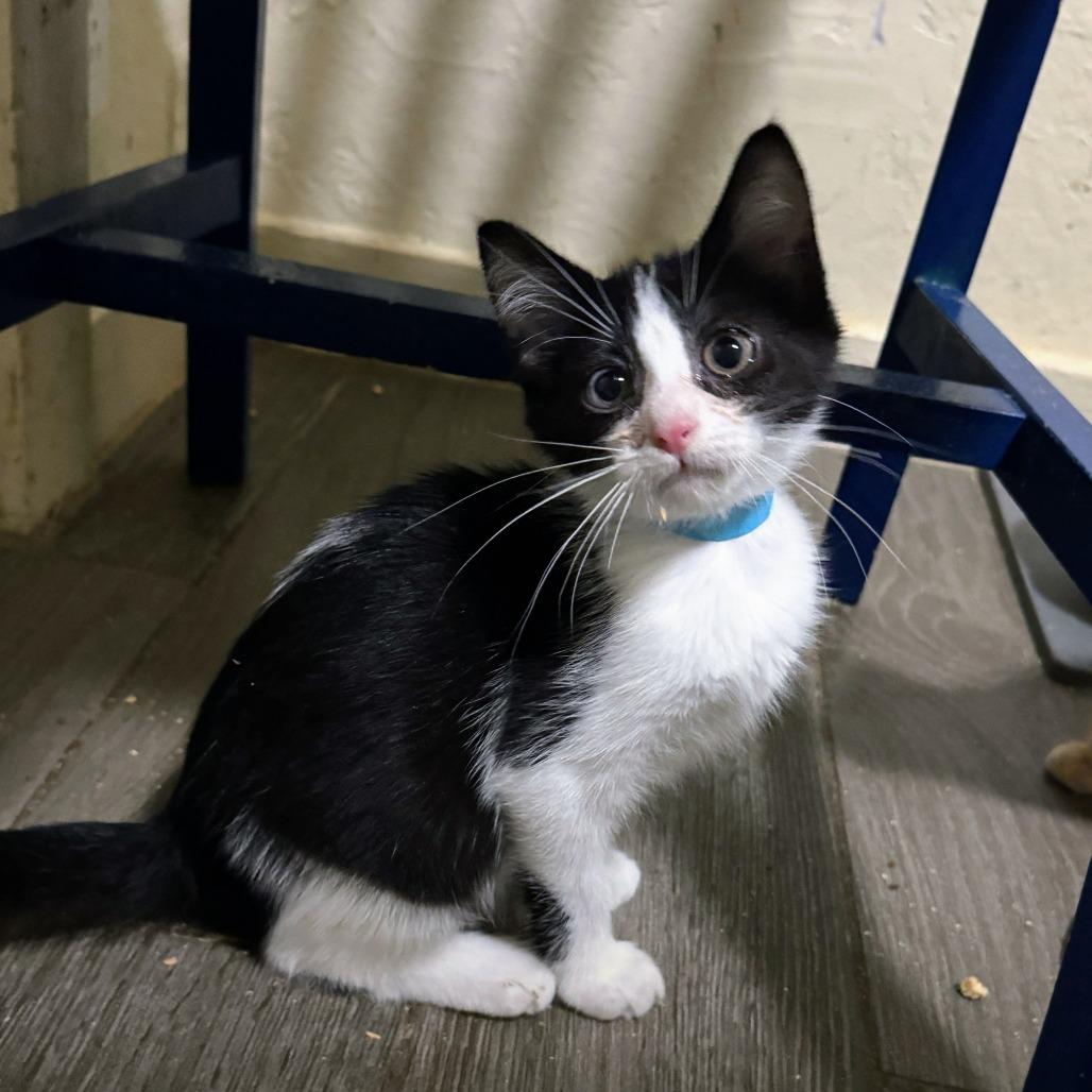 Enlarge Mint Chip, a Adoptable Domestic Short Hair in Richland, MI image 1/2